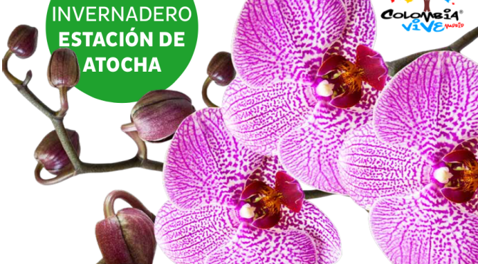 ~Orquídeas. De Madrid al cielo.~